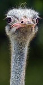 Long neck ostrich